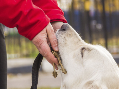 Превью публикации Право быть вместе: что делать, если санаторий отказал в размещении с собакой-проводником