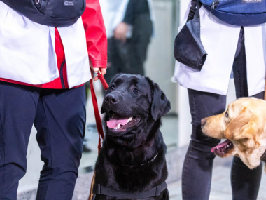превью публикации 40 собак-проводников пройдут обучение в московском метро